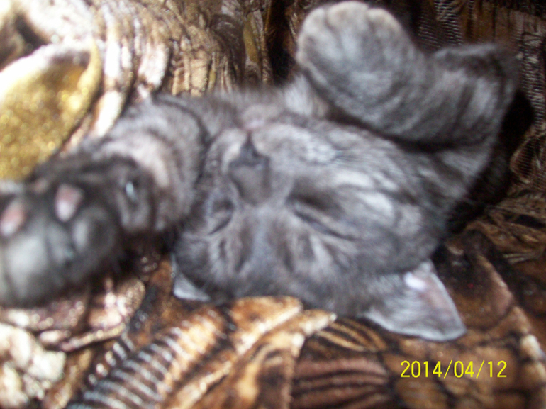 Сладкий сон к себе мани.......