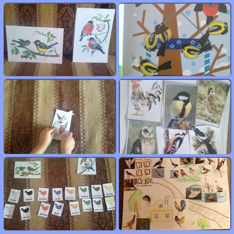 ФМ "Птицы" Д-5 Птицы леса