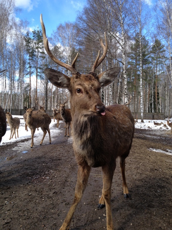 В гости на Лосиную Биостанцию