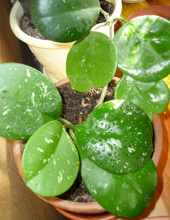 Просыпаются мои хойи)