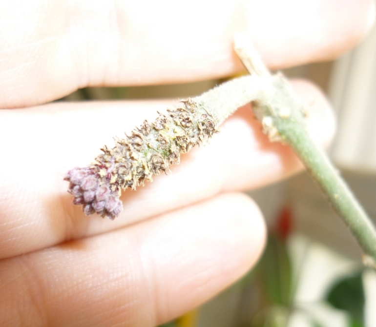 Просыпаются мои хойи)