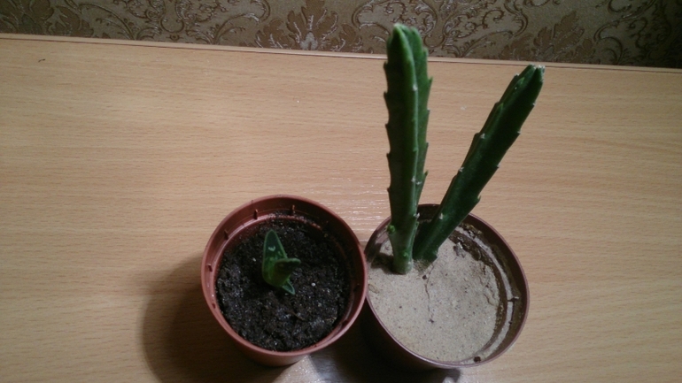 Мой ботанический сад.