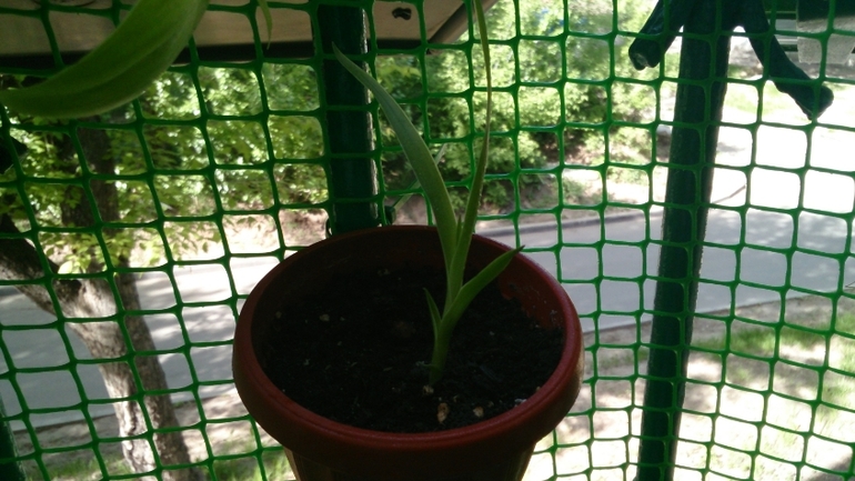 Мой ботанический сад.