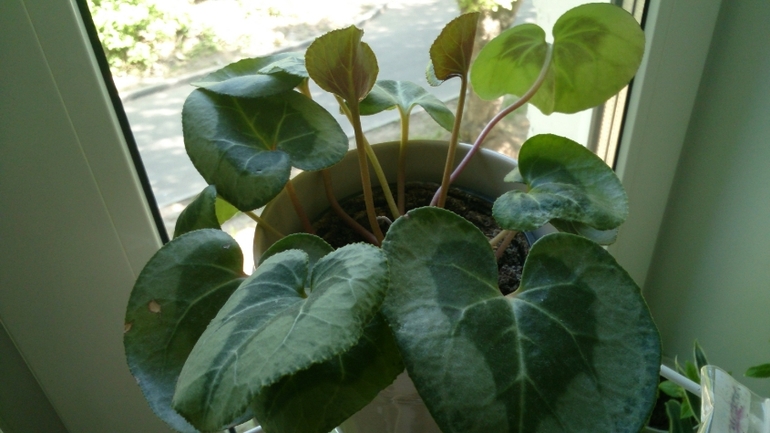 Мой ботанический сад.