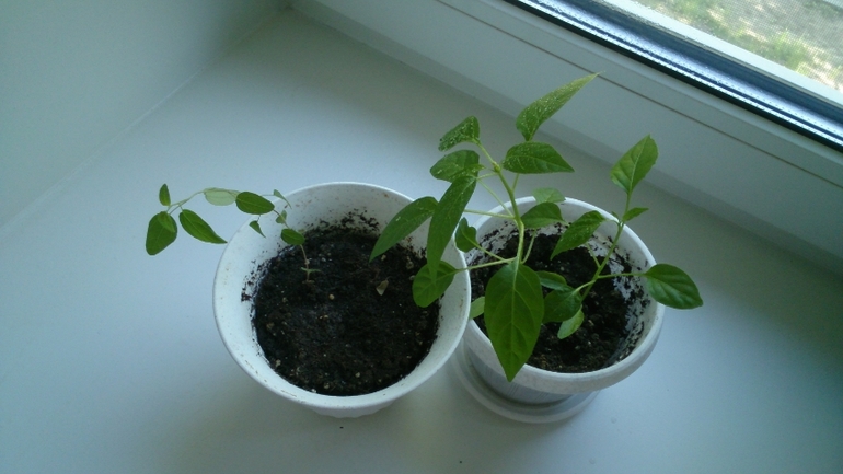 Мой ботанический сад.