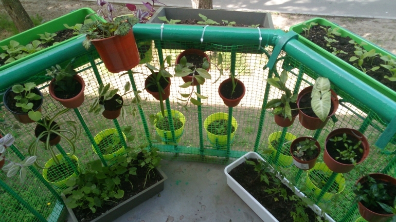 Мой ботанический сад.