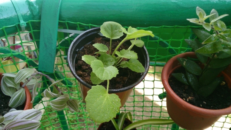 Мой ботанический сад.