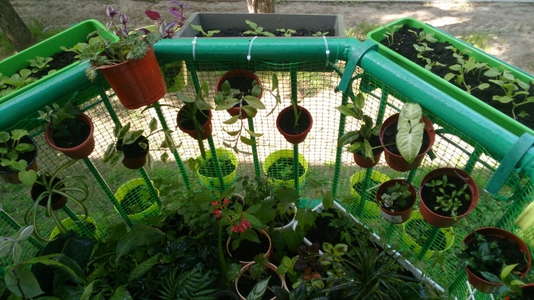 Мой ботанический сад.