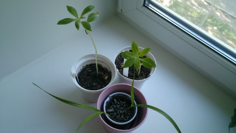 Мой ботанический сад.