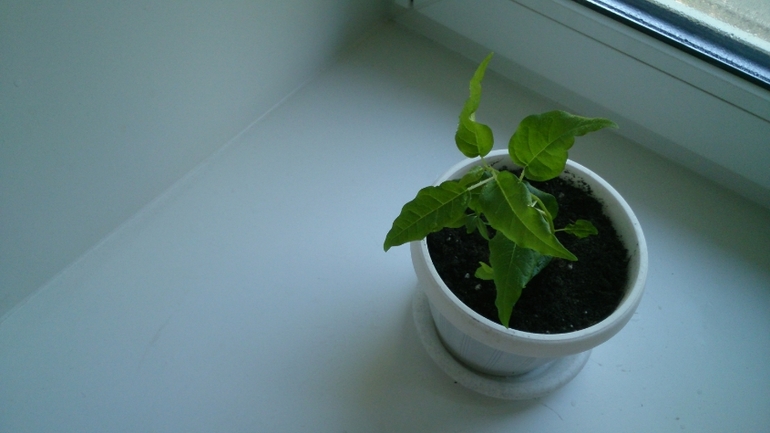 Мой ботанический сад.