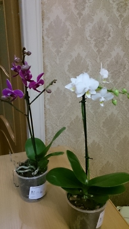 Первые орхидеи дома. Что делать?