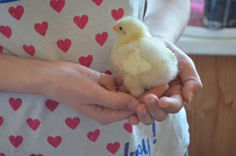 Просто цыплятки))