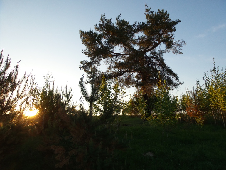 Посылки