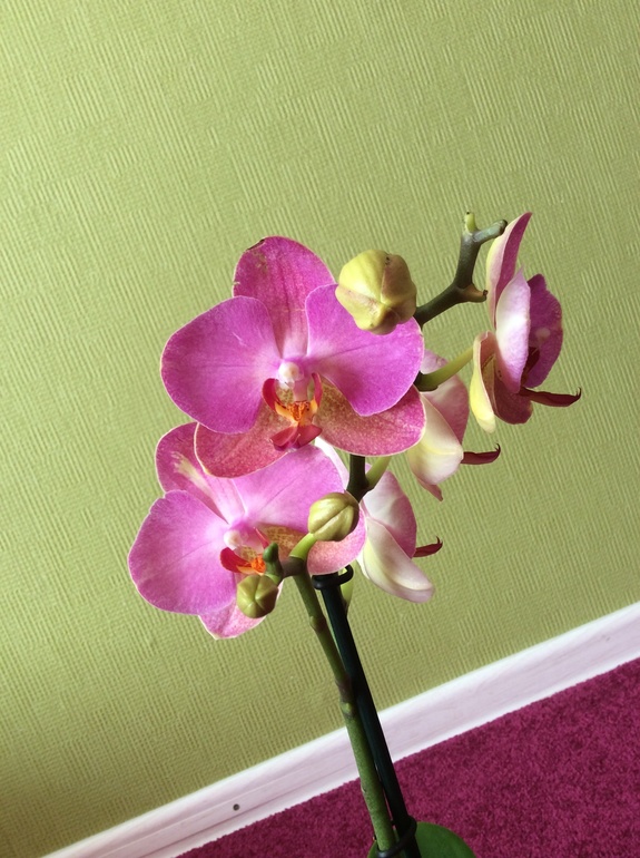 Мои питомцы