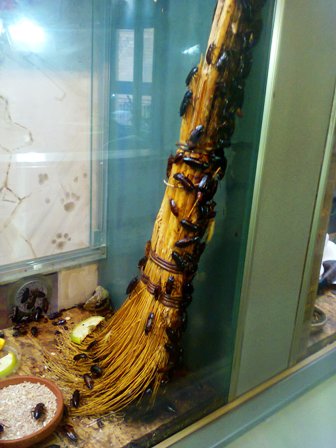 Тематическая неделька о насекомых и прочей мелюзге))