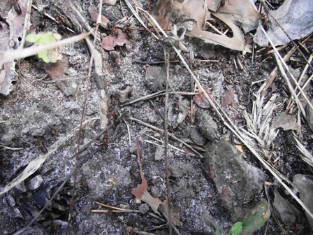 Тематическая неделька о насекомых и прочей мелюзге))