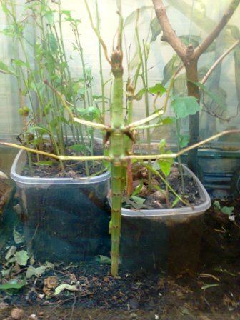 Тематическая неделька о насекомых и прочей мелюзге))