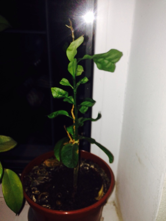 Из косточек))