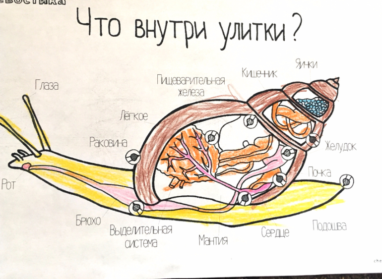 Рисунок портной и улитка