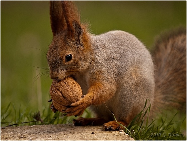 Кормим белочку