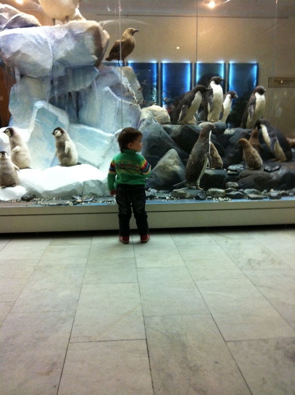 Дарвиновский музей