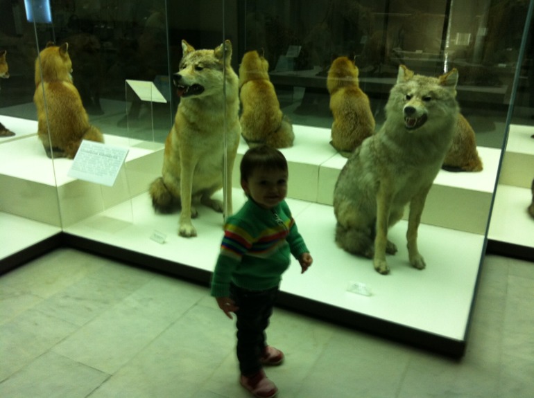 Дарвиновский музей