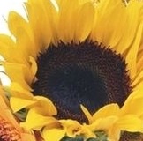 Суммы дэми м выкуп 1