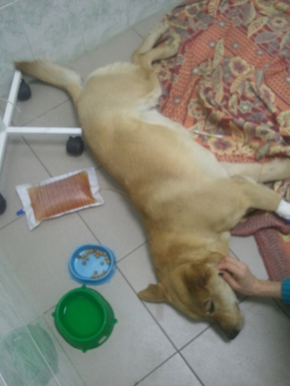 Собаку сбила машина!!! Срочно нужна помощь.