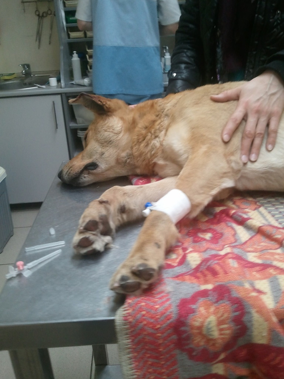 Собаку сбила машина!!! Срочно нужна помощь.