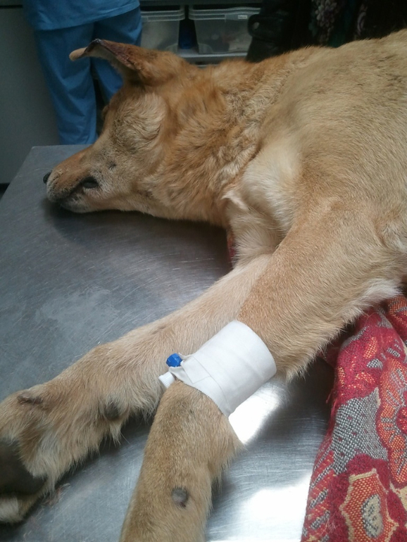 Собаку сбила машина!!! Срочно нужна помощь.