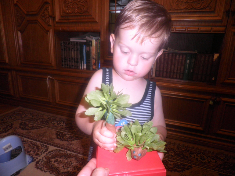 Ежик и пальма