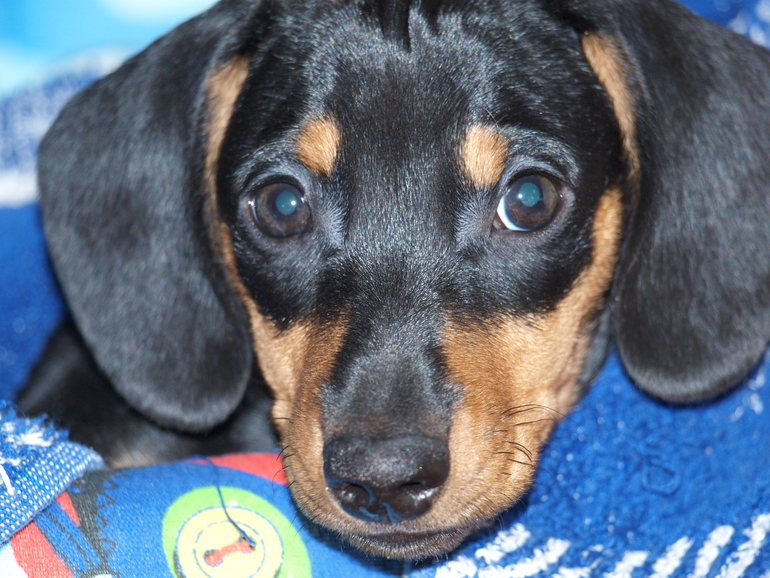 Наша любимка!!!