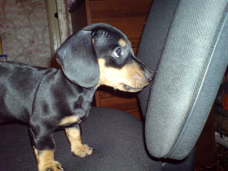 Наша любимка!!!