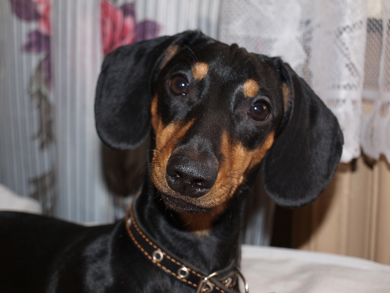 Наша любимка!!!