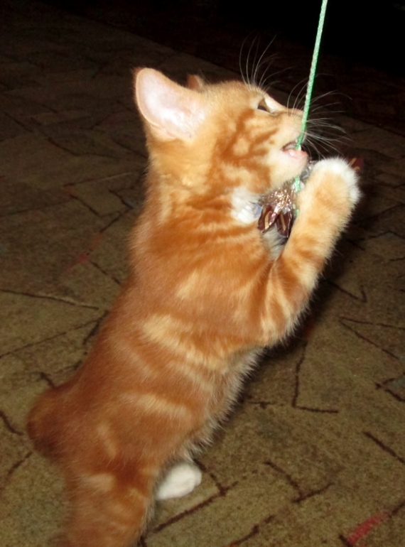 Знакомьтесь! Наш Семушка!