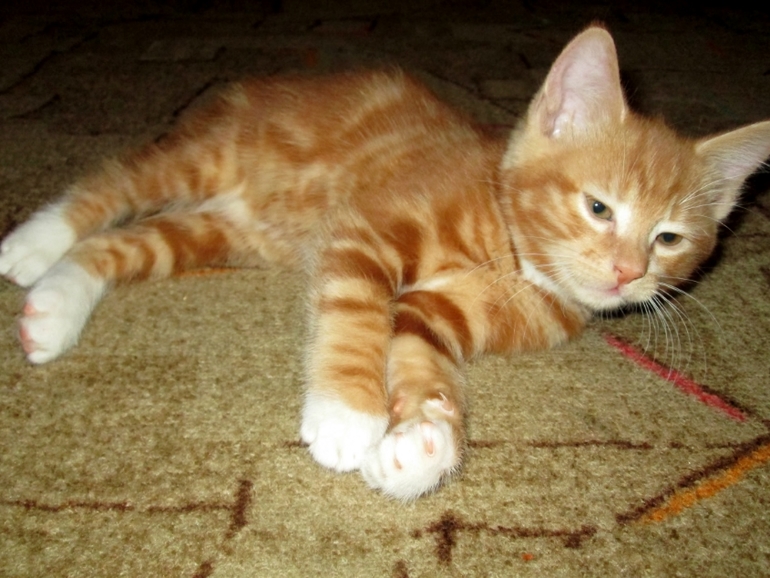 Знакомьтесь! Наш Семушка!