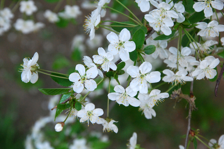 Аллергия, новая стрижка и прогулка