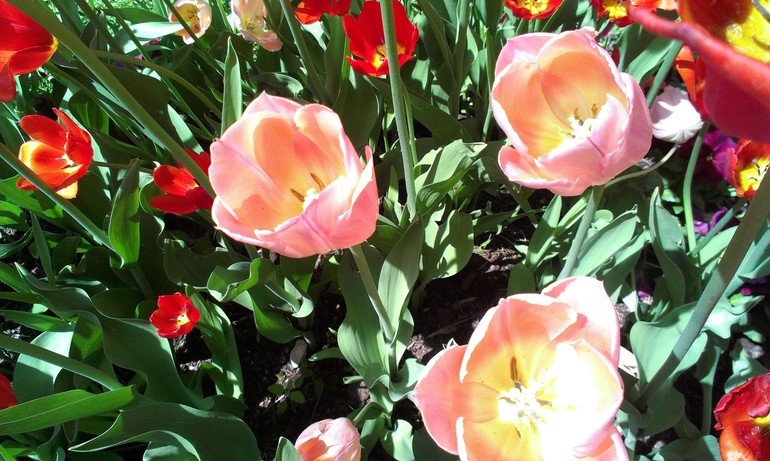 Мысли вслух