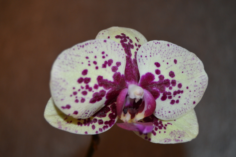 Мои орхочки :)