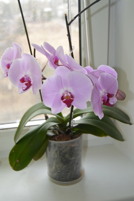 Мои орхочки :)