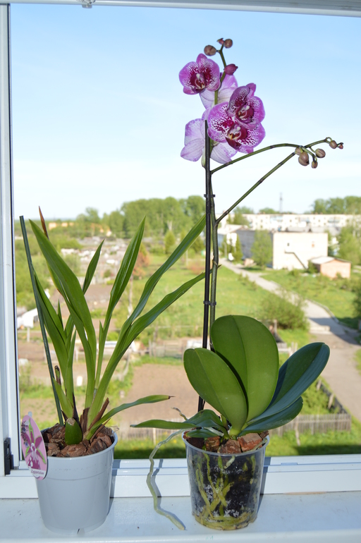 Мои орхочки :)