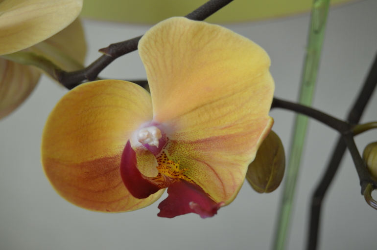 Мои орхочки :)