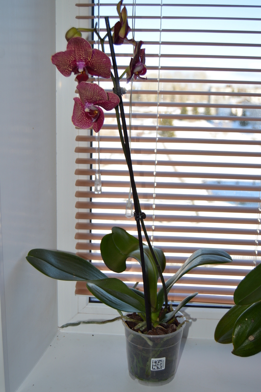 Мои орхочки :)