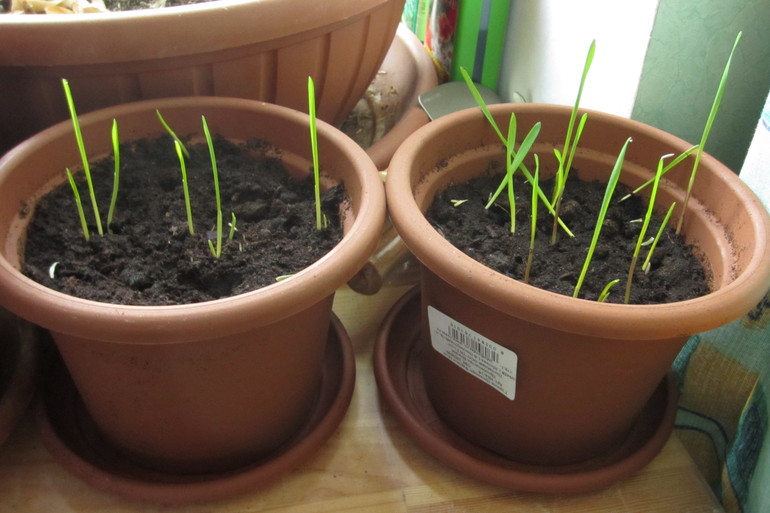 ТН Весенний переполох. День 3 (14, 16 и 17 марта)