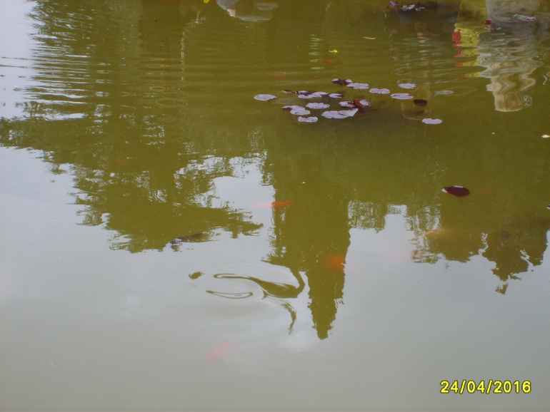 Никитинский ботанический сад.