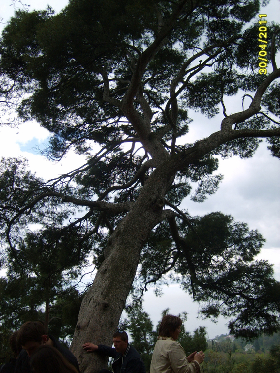 Никитинский ботанический сад.