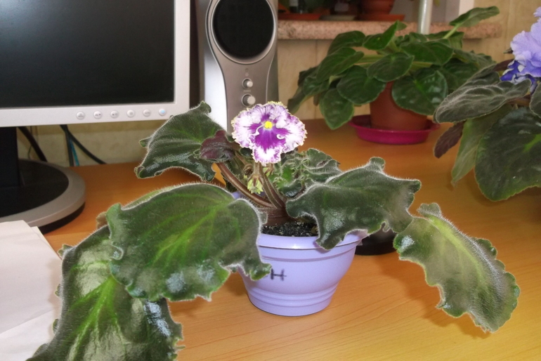 Продам сортовые фиалки.