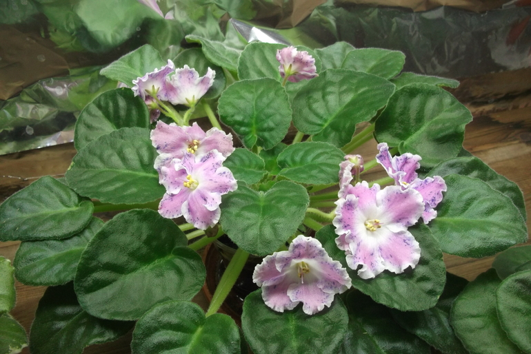 Продам сортовые фиалки.