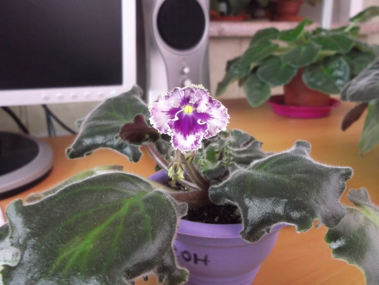 Продам деток , сортовые фиалки.