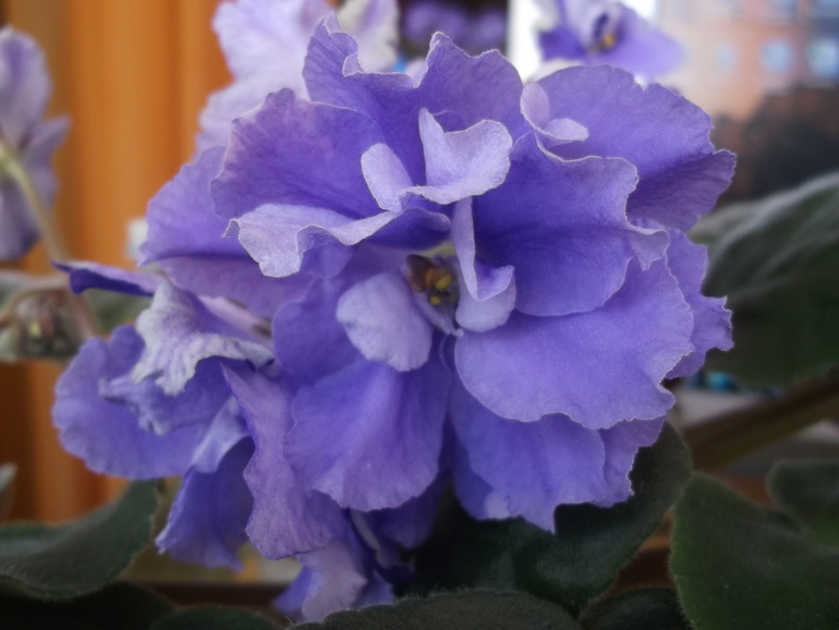 Продам деток , сортовые фиалки.